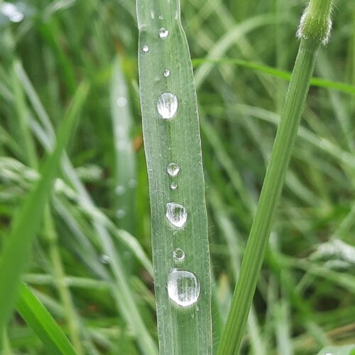 Business Coaching für Fach-und Führungskräfte online